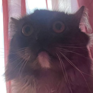 Telegram profile photo for nightmess