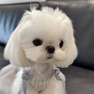 Telegram profile photo for 小乔的频道