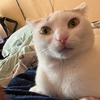 Telegram profile photo for Высеры куба🍌