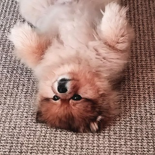 Telegram group profile photo for Померанский шпиц 🐕