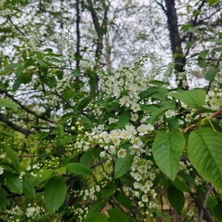 Telegram group profile photo for Ягодное и его окрестности