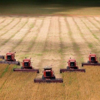 Telegram group profile photo for 🌾 Зерновая-Лихорадка 🇺🇦