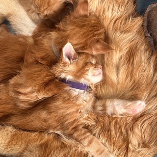 Telegram profile photo for Lina’s family Питомник кошек породы мейн-кун "Main Favorite"