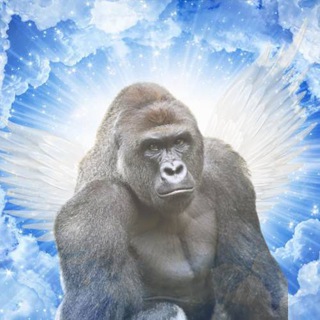 Telegram profile photo for HARAMBE | CTO