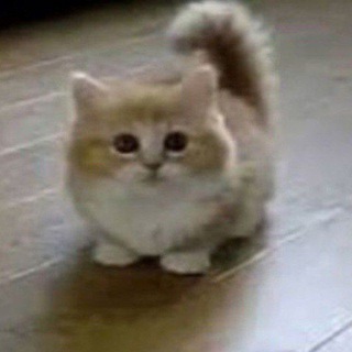 Telegram profile photo for MC куколд reversed!