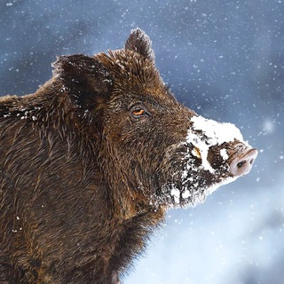 Telegram profile photo for Кабан Иван