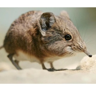 Telegram profile photo for Землеройка🐭