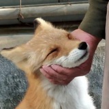 Telegram profile photo for Прайс лист + отзывы🦊