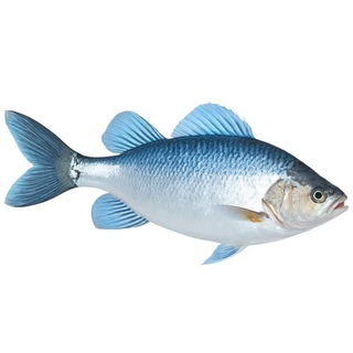 Telegram profile photo for Example of ASOT BedFriend Special Session