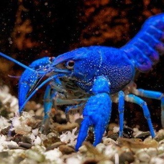 Telegram profile photo for 🦞SUN⚠️EATER🌐