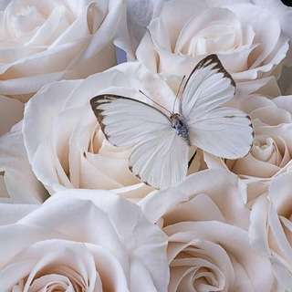 Telegram profile photo for شقيق الروح
