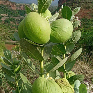 Telegram profile photo for መርጌታ ሰናይ የባህላዊ መድሀኒት ቀማሚ