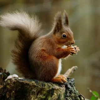 Telegram profile photo for Милые зверушки