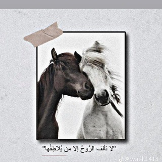 Telegram profile photo for عِشْقُ اَلْفَارِسِ..♡
