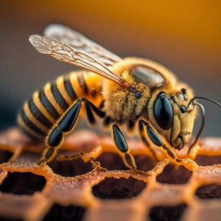 Telegram profile photo for Асаларичилик махсулотлари🍯
