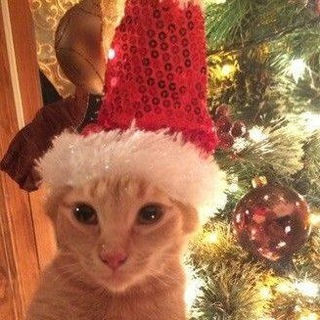 Telegram profile photo for Macau🎄