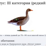 Telegram profile photo for красная книга Республики Коми