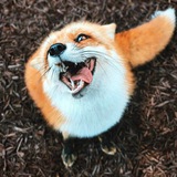 Telegram profile photo for Рыжая кнопка🦊