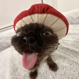 Telegram profile photo for Смешинка от котиков