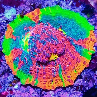 Telegram profile photo for Ⓜ️🅾🅿️Е П🅾 К🅾ЛЕН🅾 🐠