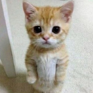 Telegram profile photo for МОД НА ТИК ТОК ДП НА АЙФОН