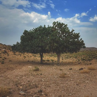Telegram profile photo for به رنگ سبز ☘️