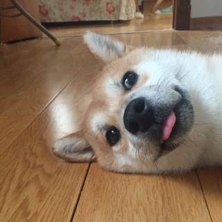 Telegram profile photo for Оззи и его друзья