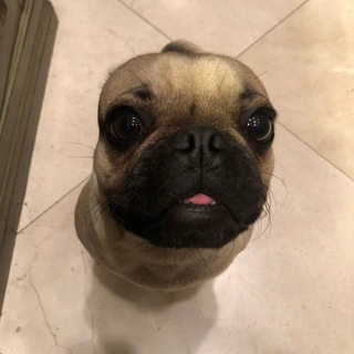 Telegram profile photo for Miley Moo Portal