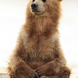 Telegram profile photo for Медведь