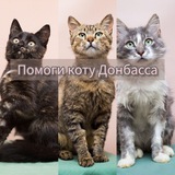 Telegram profile photo for Zооволонтер Юля, мои котики. И немного личного.