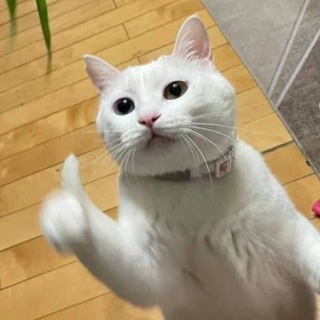 Telegram profile photo for котёнки