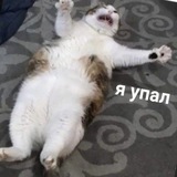 Telegram profile photo for Я Упал