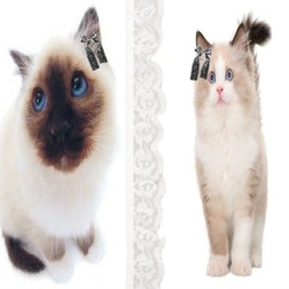 Telegram profile photo for ragdoll & siamese confession