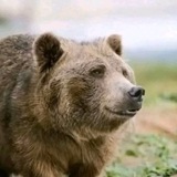 Telegram profile photo for так называемый воук