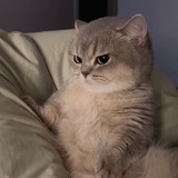 Telegram profile photo for Vasnights