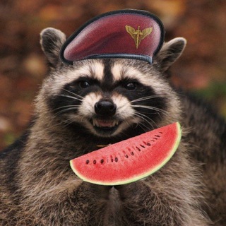 Telegram profile photo for Бойовий Єнот "Ракун"➕️