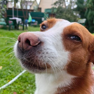 Telegram profile photo for Почка на верёвочке (коммшки открыты)
