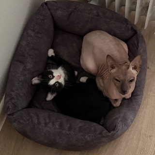 Telegram profile photo for Сяоки
