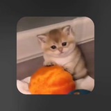 Telegram profile photo for دوره گَرد⛓️☕