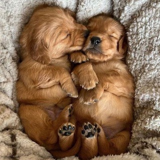 Telegram profile photo for Paws & Tails | Лапки и Хвостики 🐾