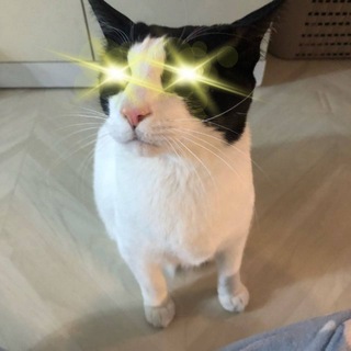 Telegram profile photo for 꿀찾는 양말이 Super N 크립토 일기장 ⚡️