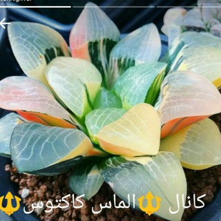 Telegram profile photo for 💎🔱الماس کاکتوس🔱💎