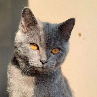 Telegram profile photo for قناة اقتباسات و شعر