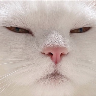 Telegram profile photo for Сохраненки