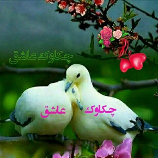 Telegram profile photo for چکاوک عاشق