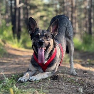 Telegram profile photo for Джокер на свободе