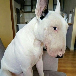Telegram profile photo for Вудзи | wooji8