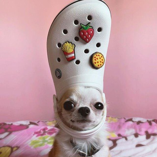Telegram profile photo for Dogwifcrocs $CROCS
