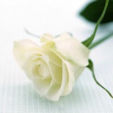 Telegram profile photo for حامل المسك