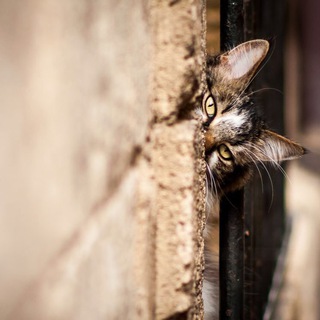 Telegram profile photo for Закоулки Омска